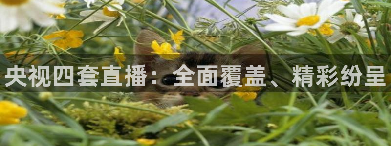 so米直播篮球在线直播：央视四套直播：全面覆盖、精彩纷呈