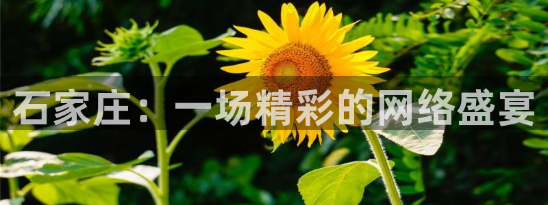 搜米so米体育：石家庄：一场精彩的网络盛宴